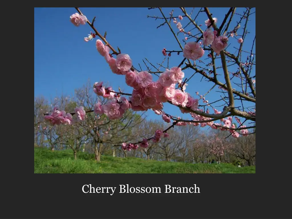 cherry blossom branch