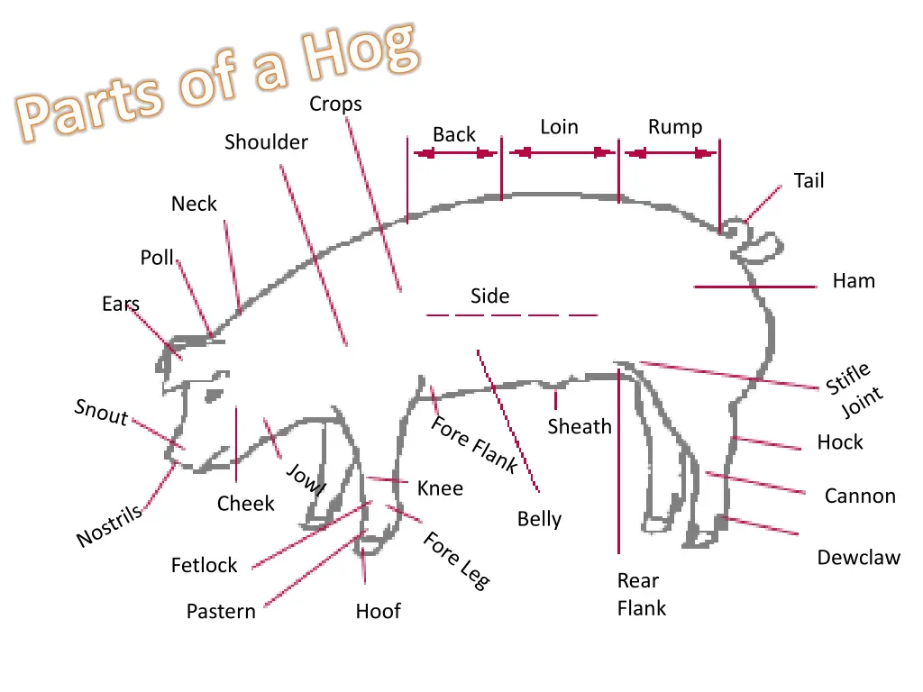 parts of a hog