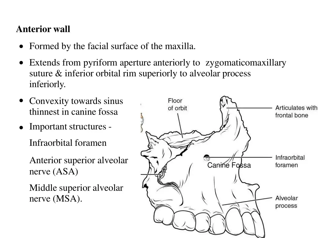 anteriorwall
