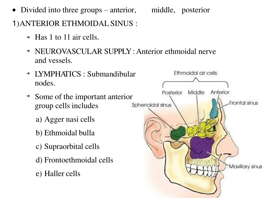 divided into three groups anterior