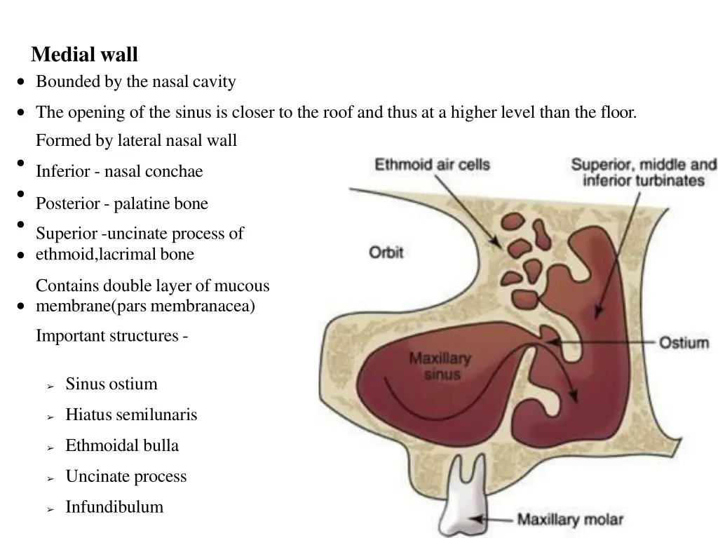 medial wall