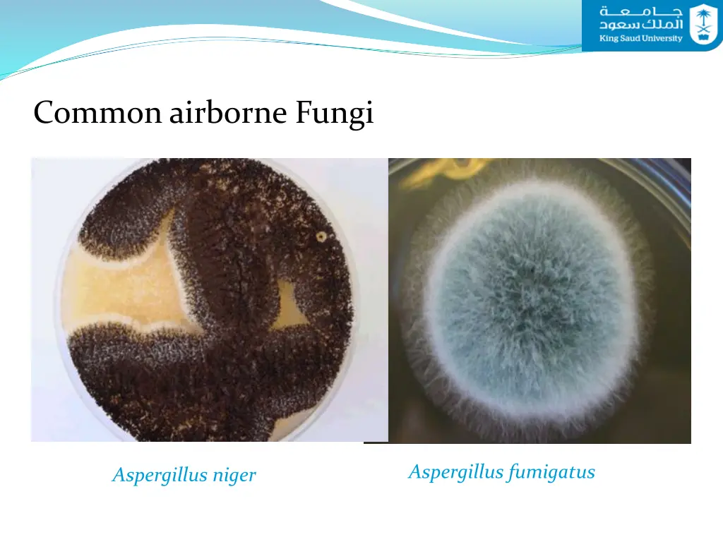 common airborne fungi