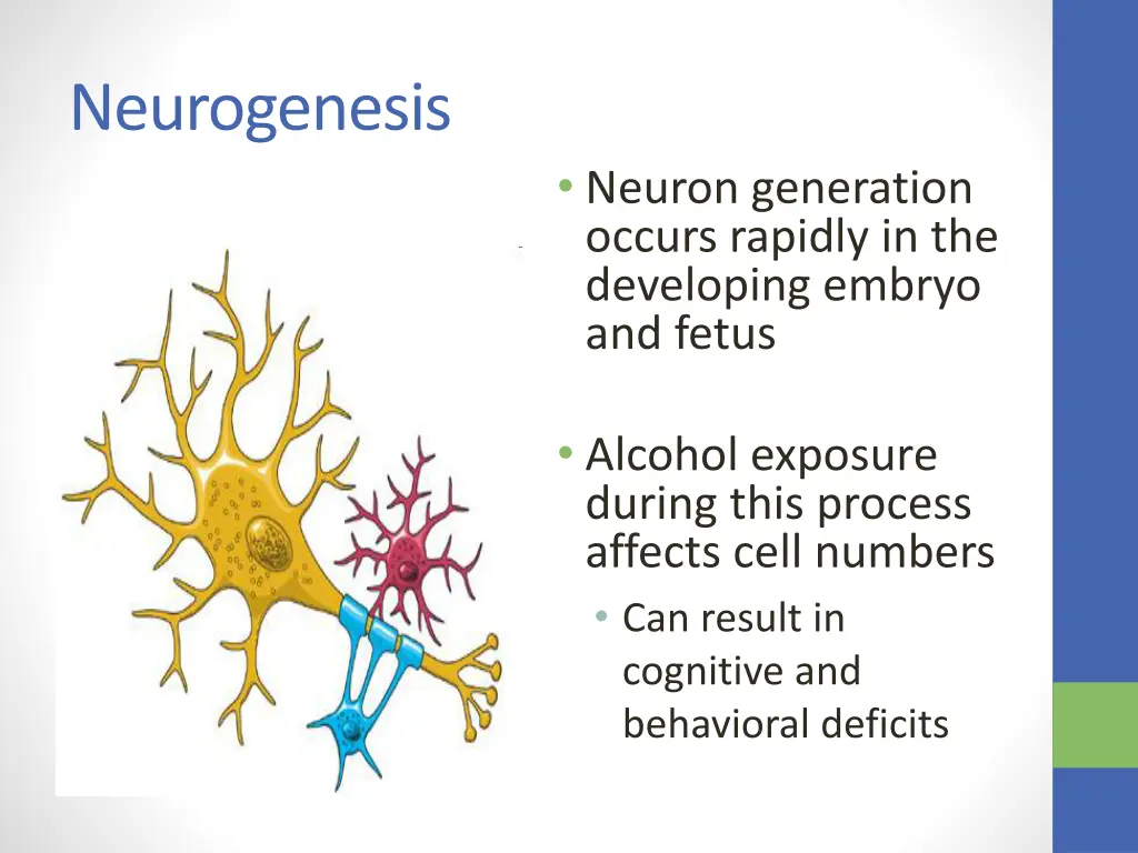 neurogenesis