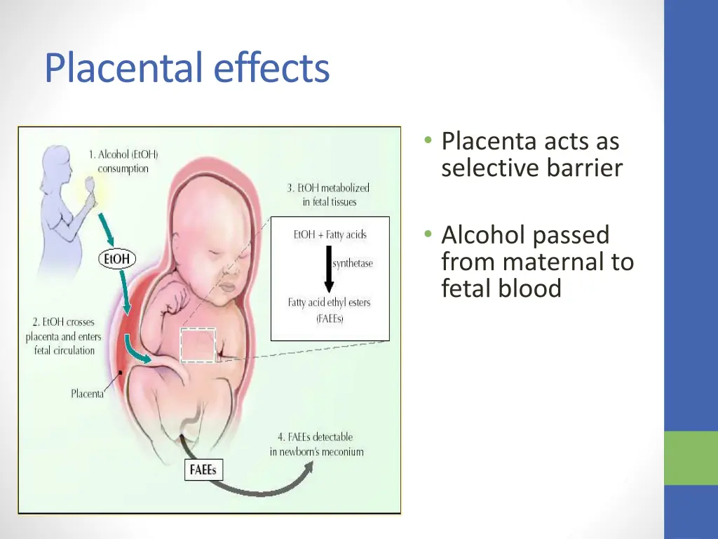 placental effects