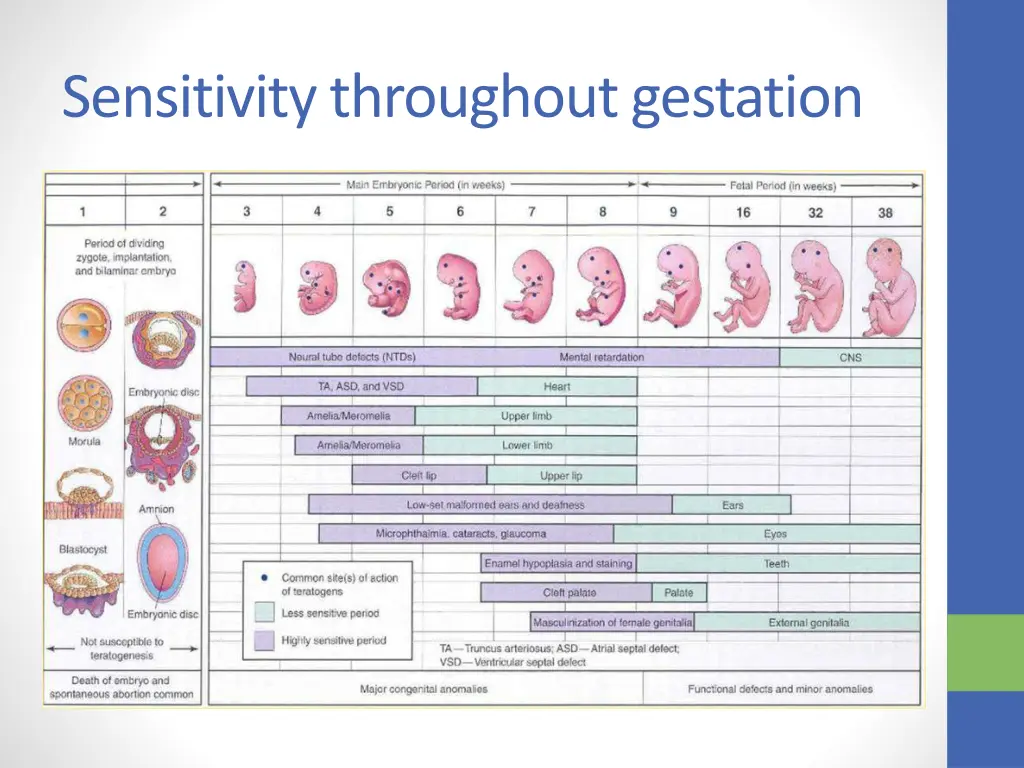 sensitivity throughout gestation 1