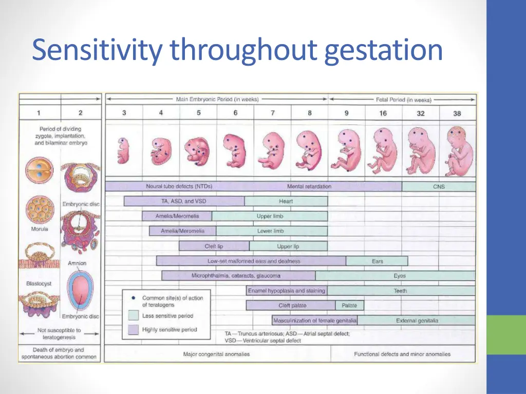 sensitivity throughout gestation