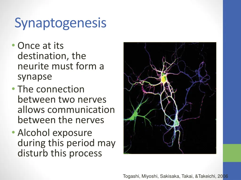 synaptogenesis