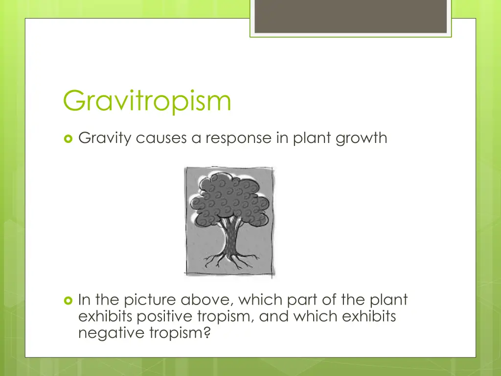 gravitropism 1