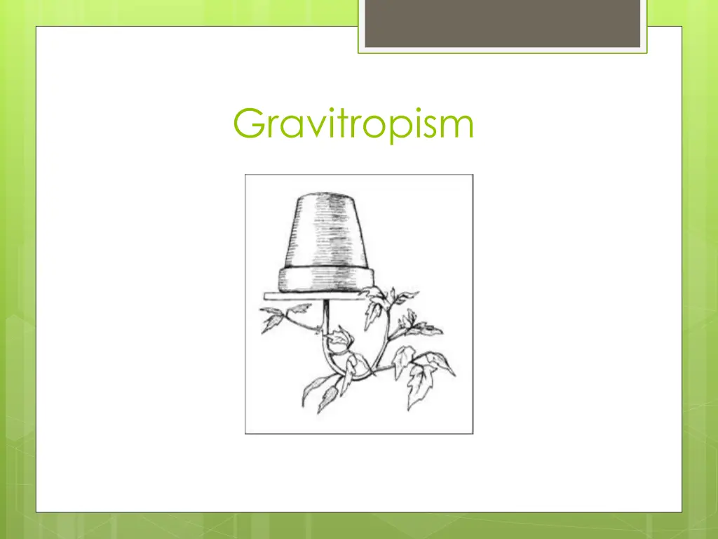 gravitropism 2