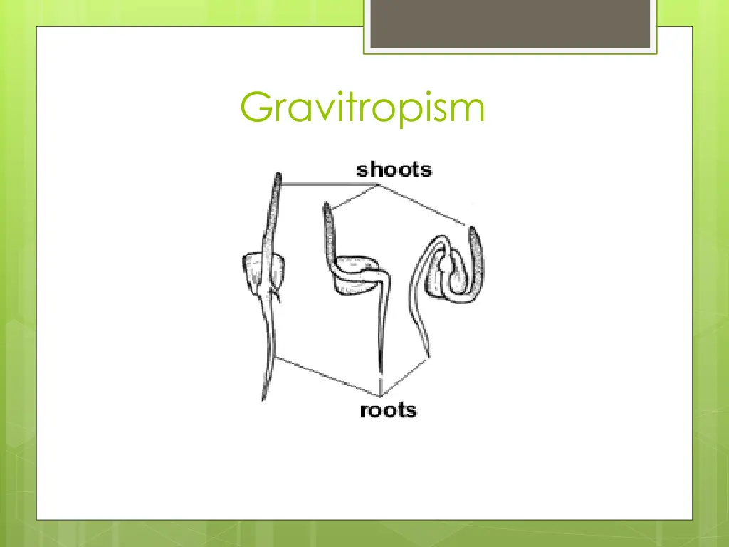 gravitropism 3