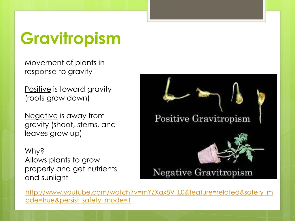 gravitropism