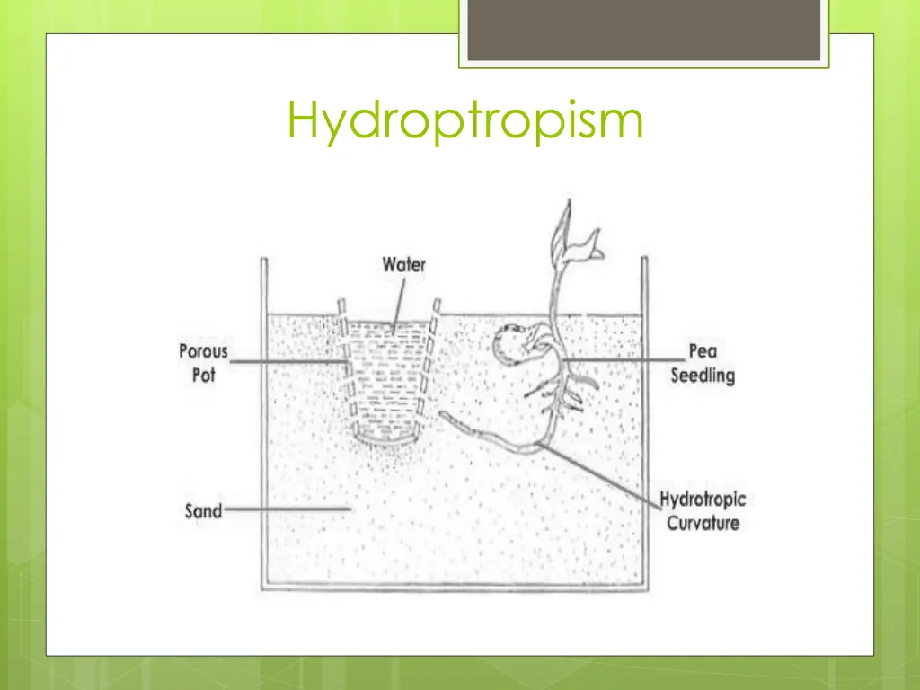 hydroptropism