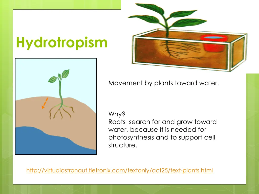 hydrotropism
