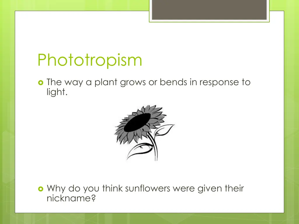 phototropism 1