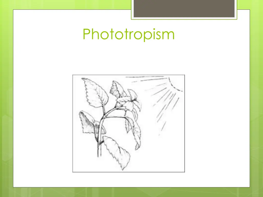 phototropism 2