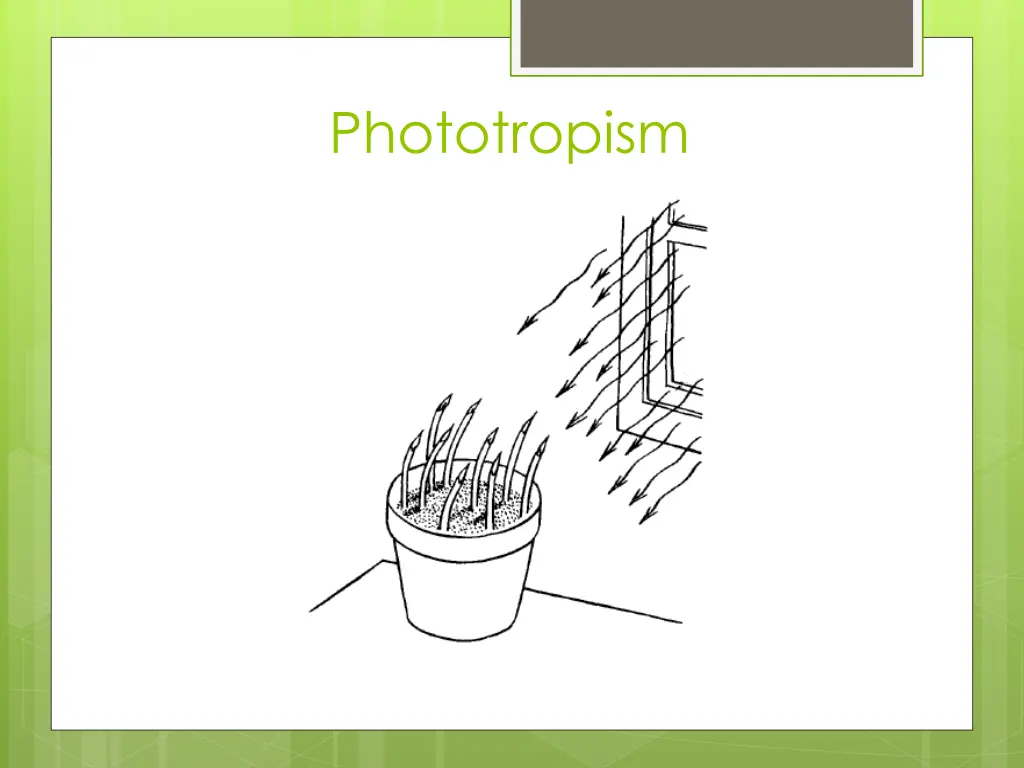 phototropism 3