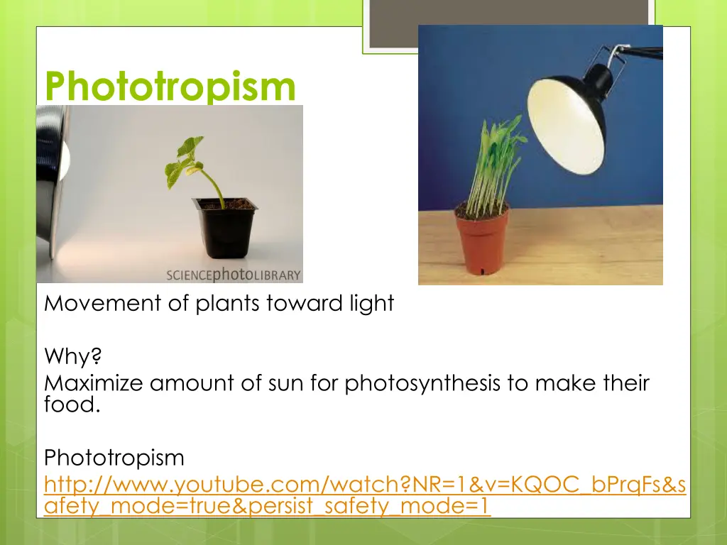 phototropism
