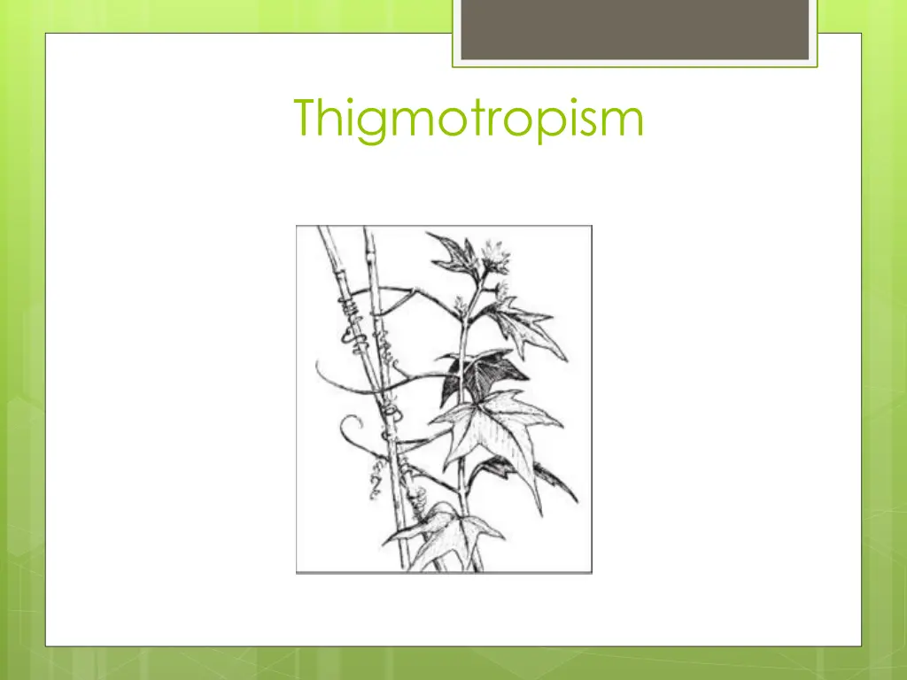 thigmotropism 1