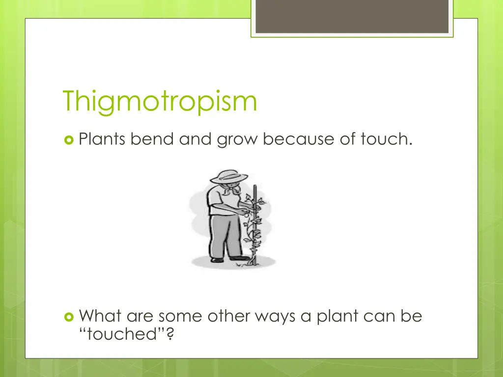 thigmotropism