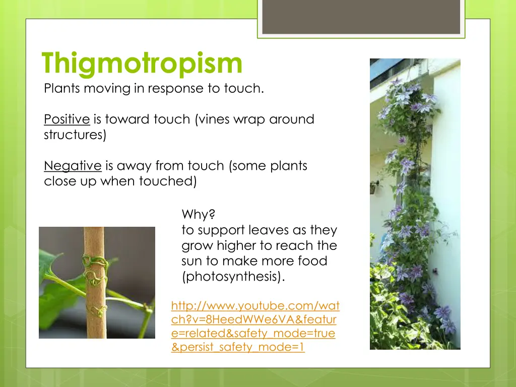 thigmotropism plants moving in response to touch