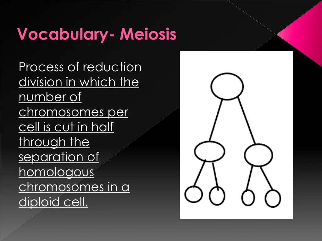 vocabulary meiosis