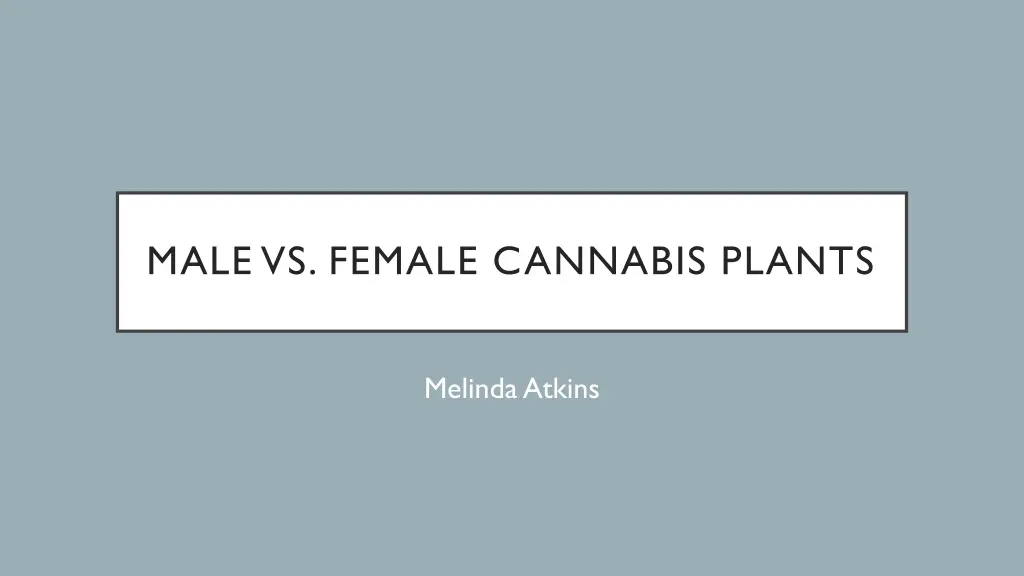 male vs female cannabis plants