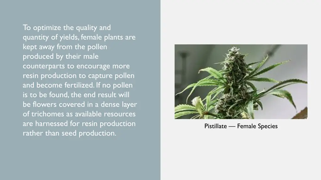 to optimize the quality and quantity of yields