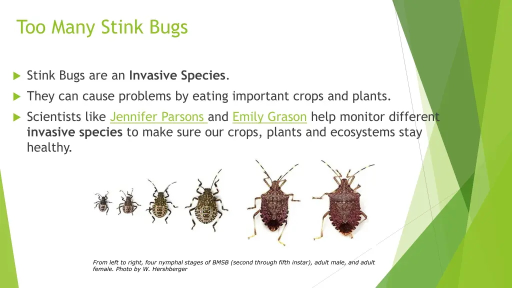 too many stink bugs 1