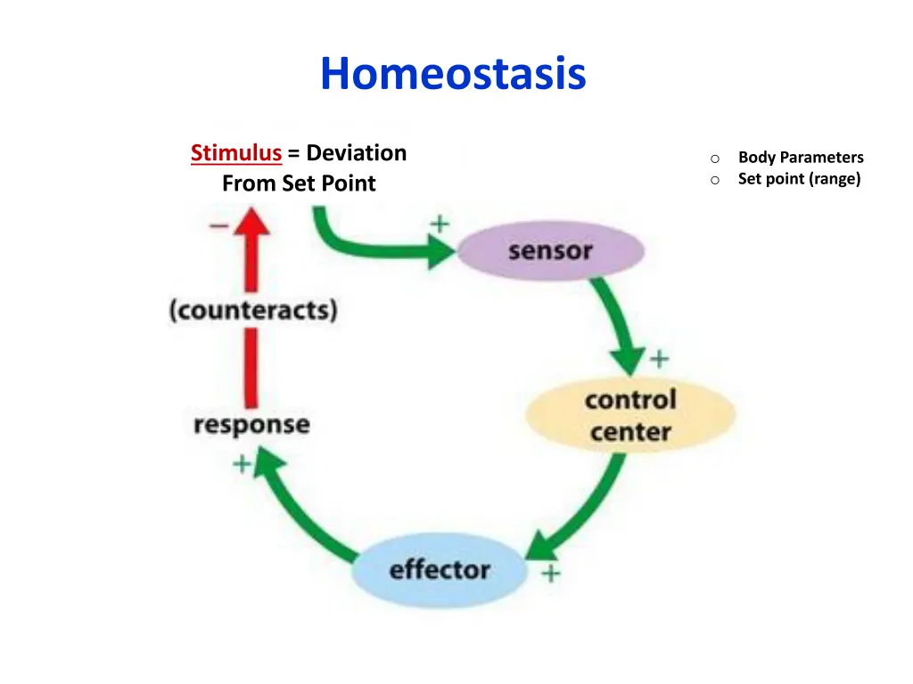 homeostasis 1