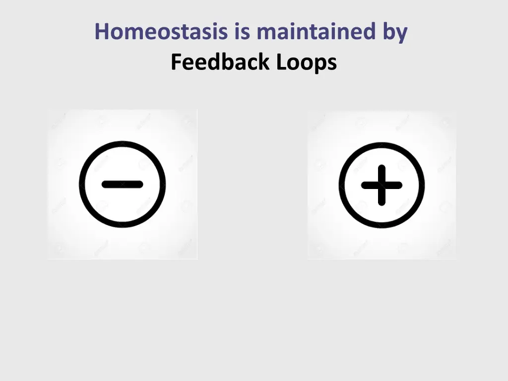 homeostasis is maintained by feedback loops