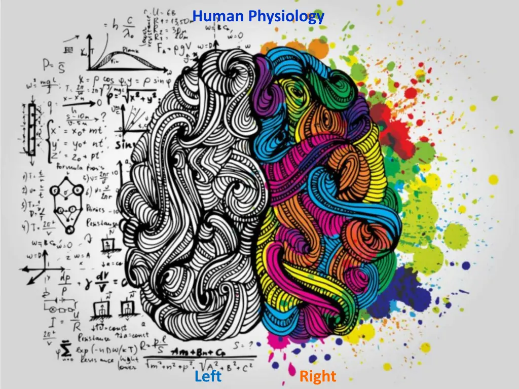 human physiology