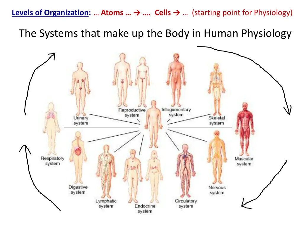 levels of organization atoms cells starting point