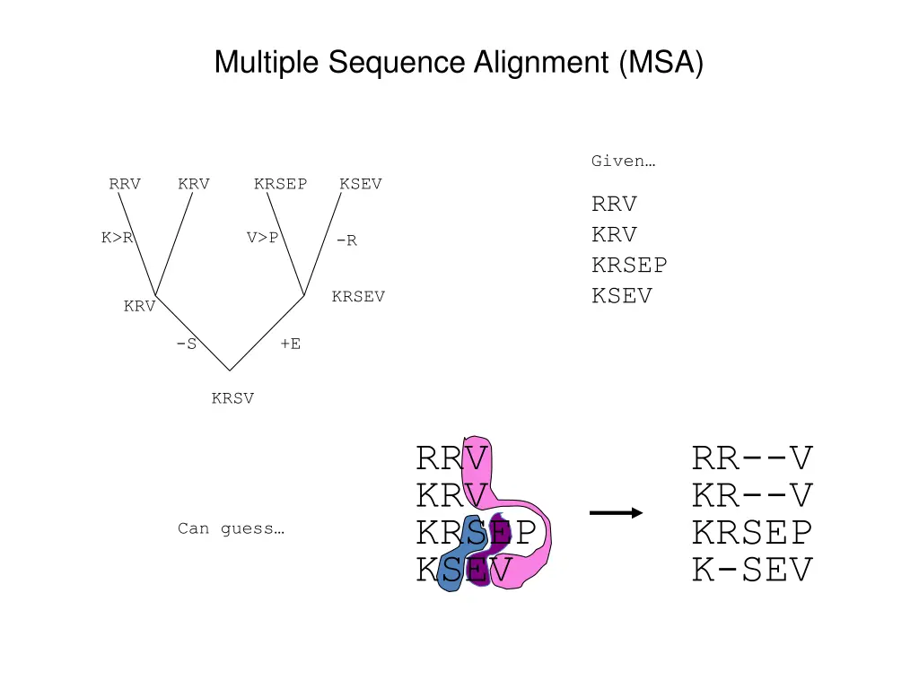 multiple sequence alignment msa 1