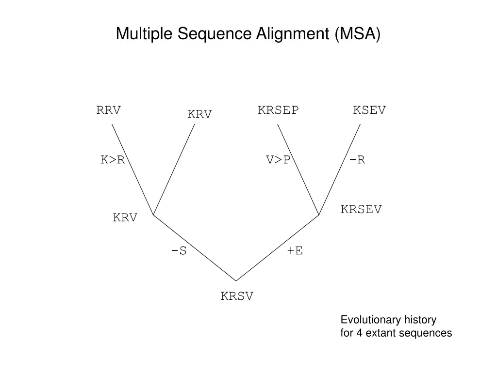 multiple sequence alignment msa