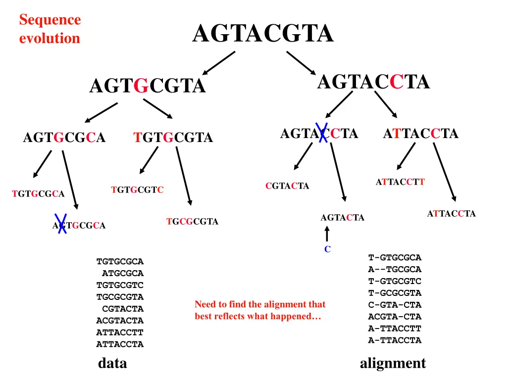 sequence evolution