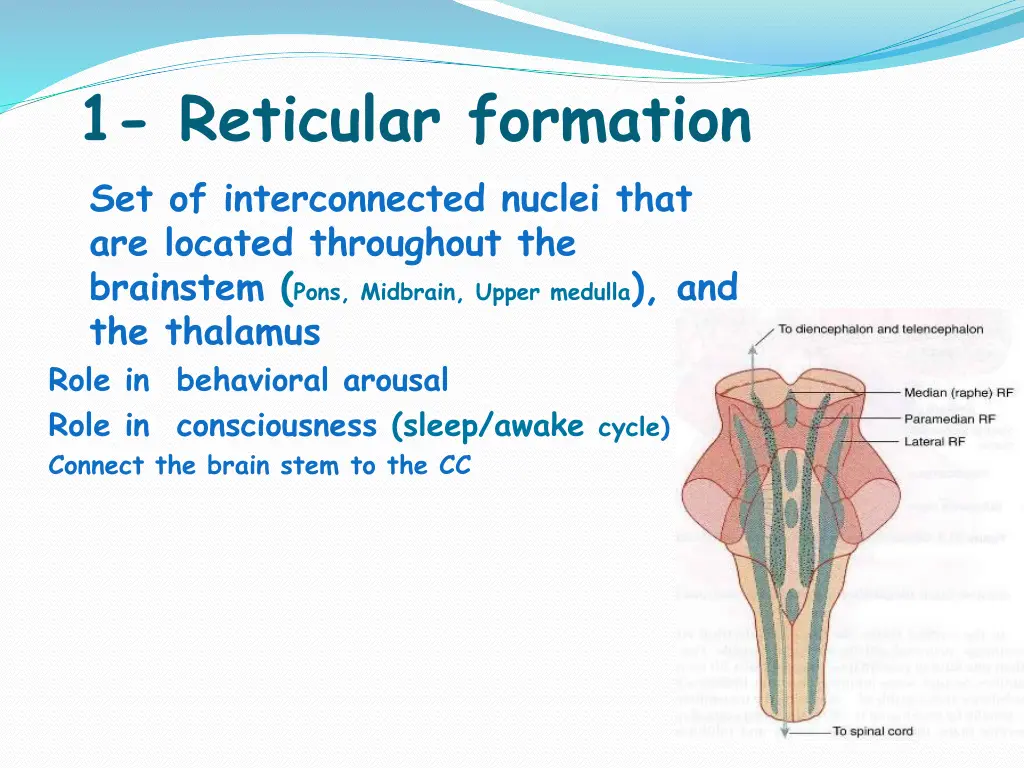1 reticular formation set of interconnected