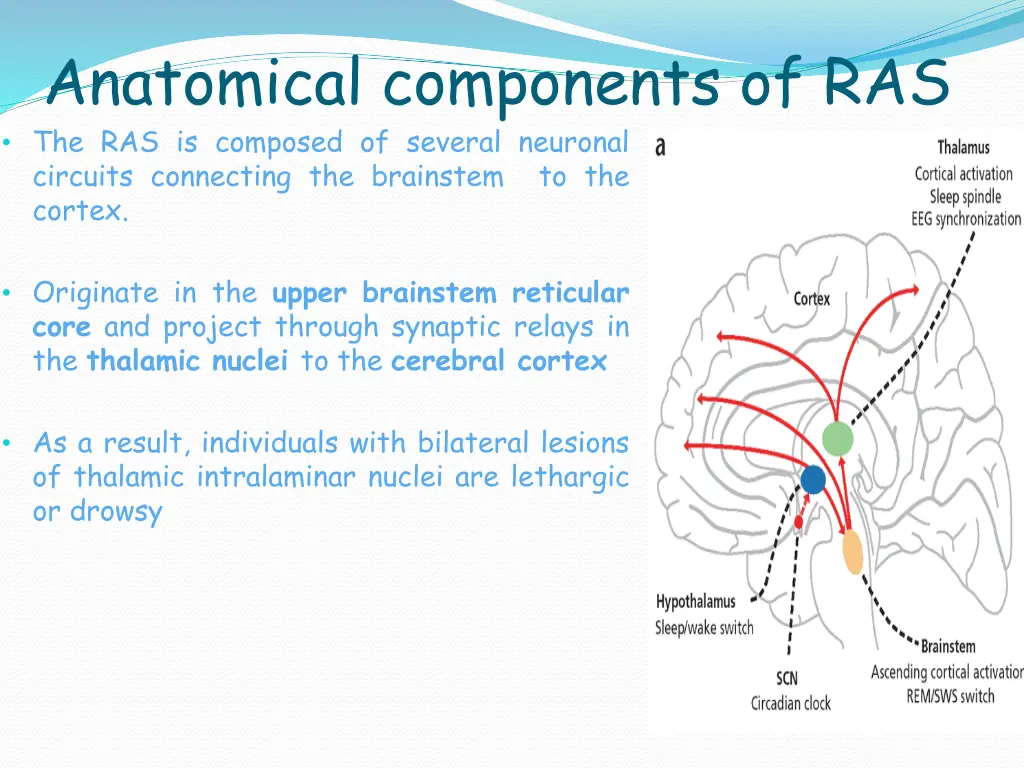 anatomical components of ras the ras is composed