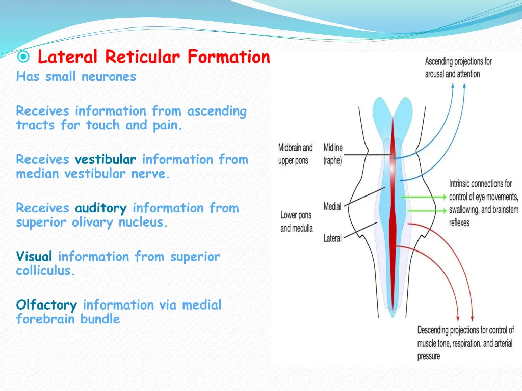 lateral reticular formation has small neurones