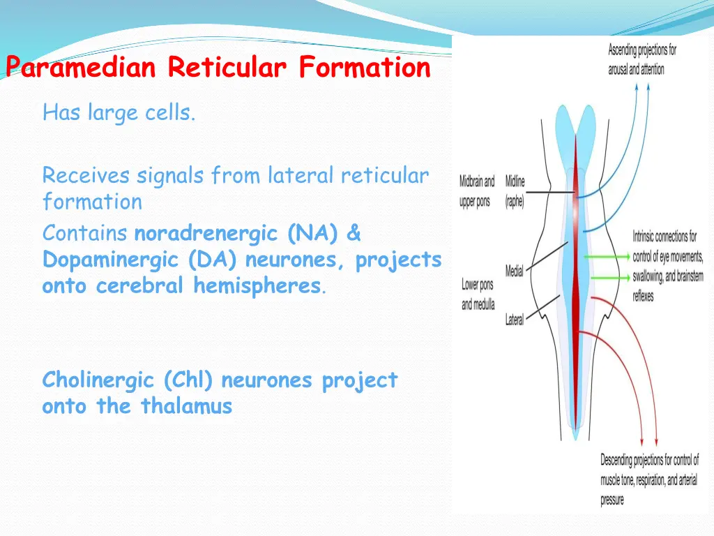 paramedian reticular formation