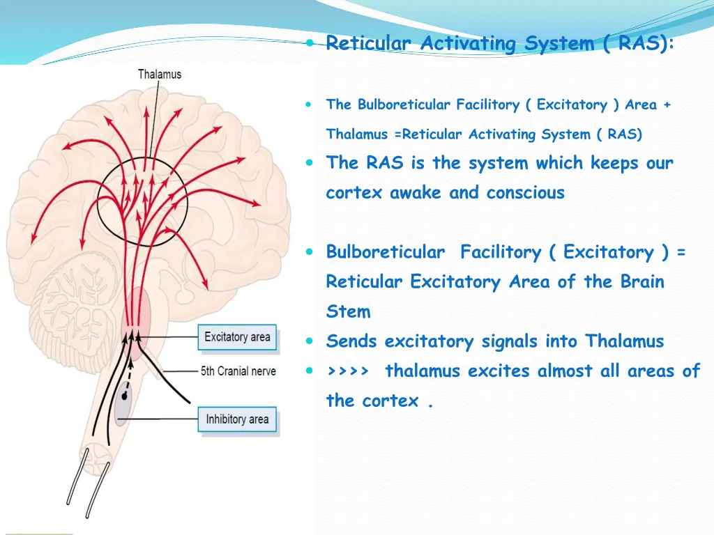 reticular activating system ras