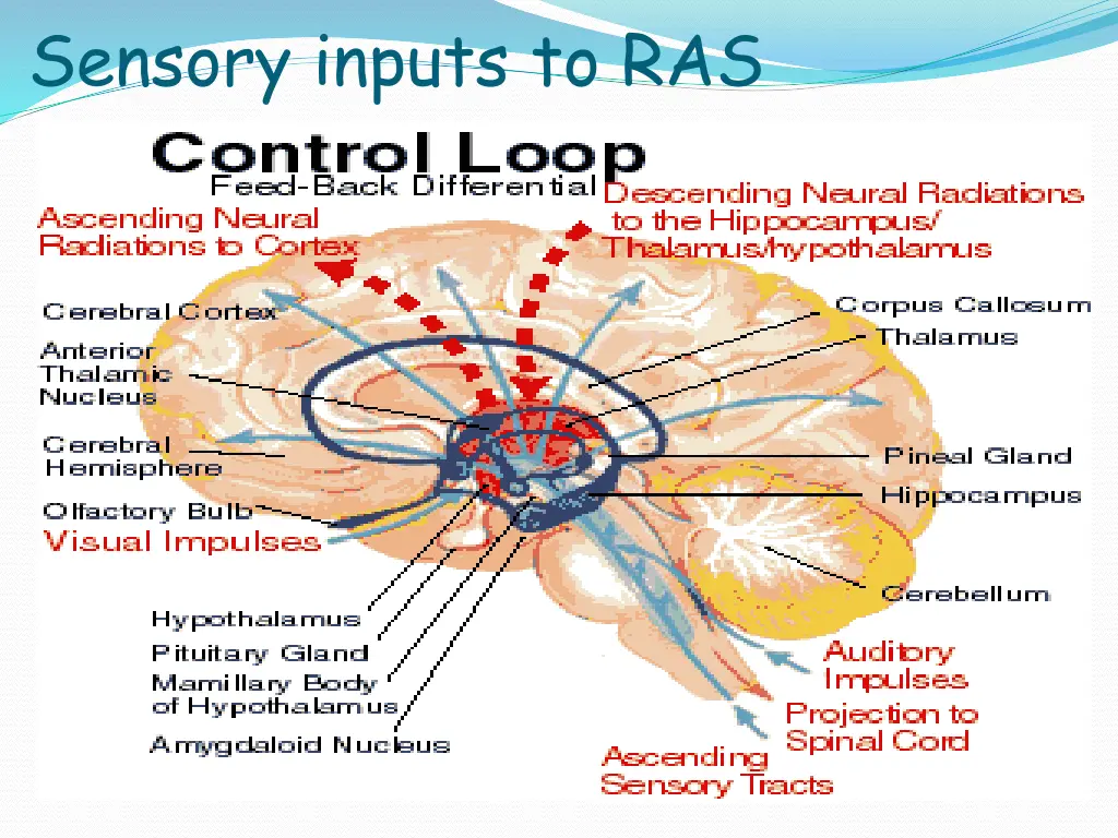 sensory inputs to ras