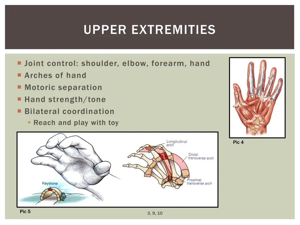 upper extremities