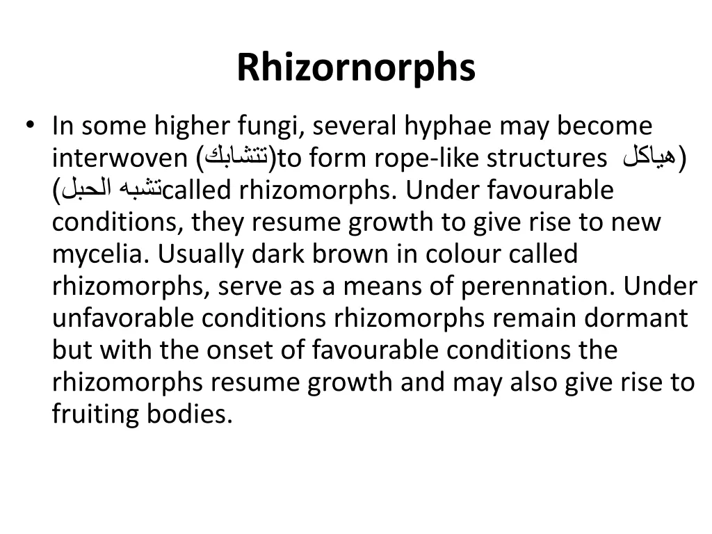 rhizornorphs