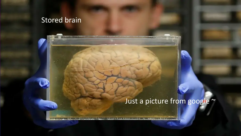 stored brain