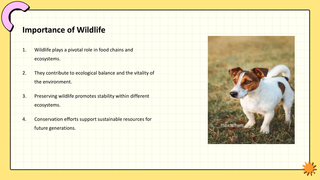 importance of wildlife