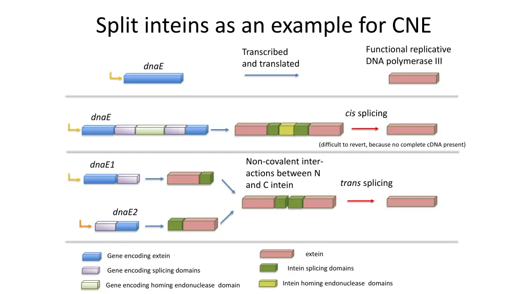 split inteins as an example for cne