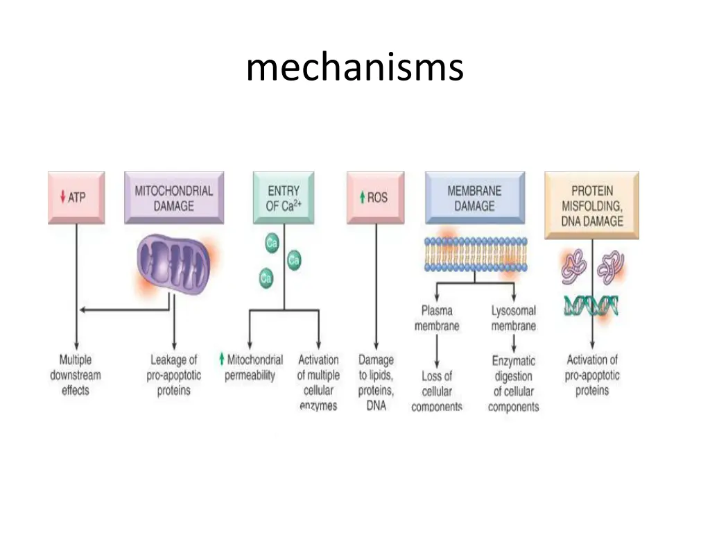 mechanisms