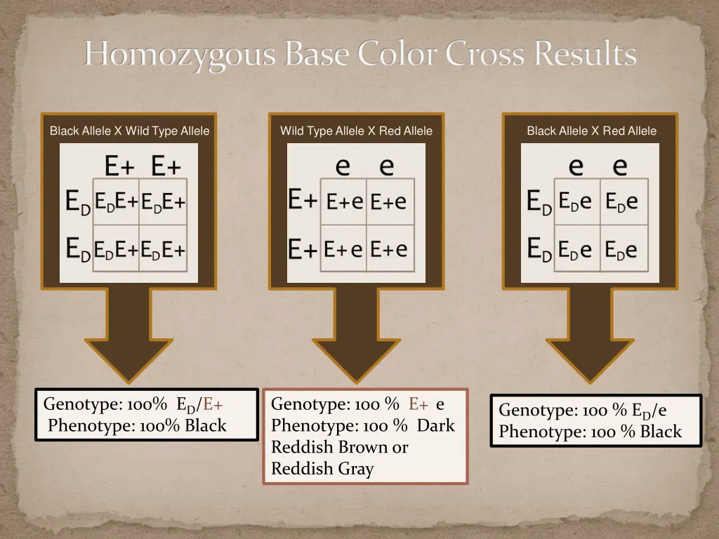 homozygous base color cross results