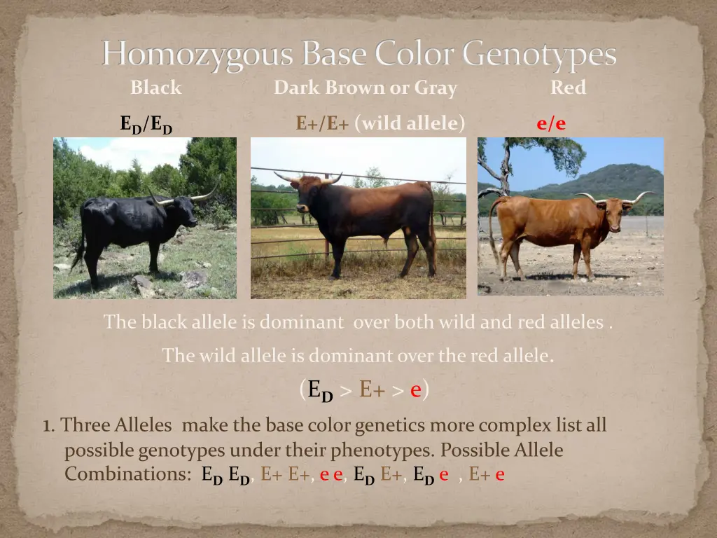 homozygous base color genotypes