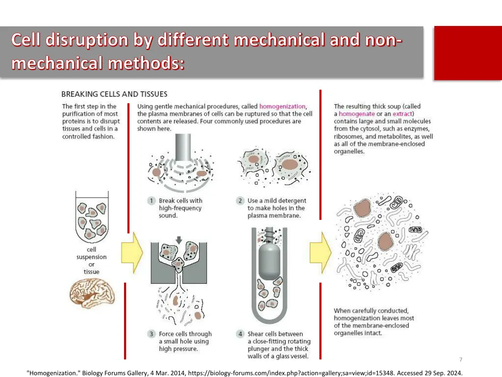 cell disruption by different mechanical